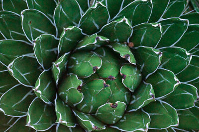 Full frame shot of succulent plant