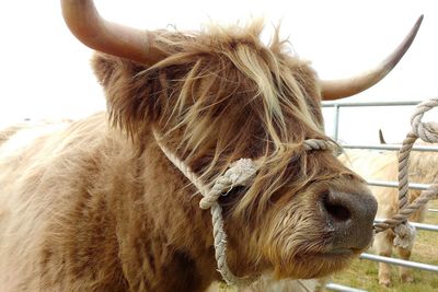 Close-up of highland cattle against sky