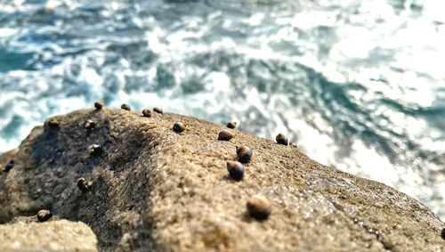 Close-up of insect on sea shore