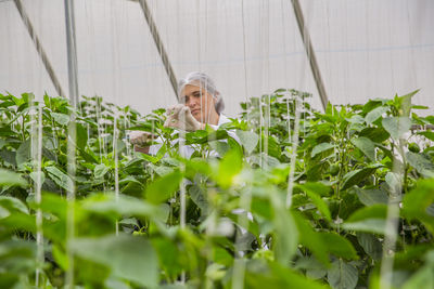 Young woman working in greenhouse, pruning vegetable plants