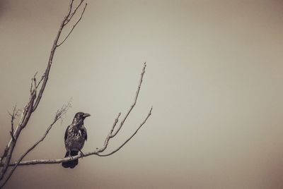 Low angle view of birds perching on bare tree