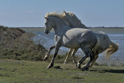 Side view of a horse on field