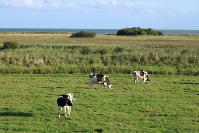 Cows in a field