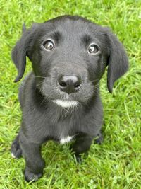 Black dog on grassy field