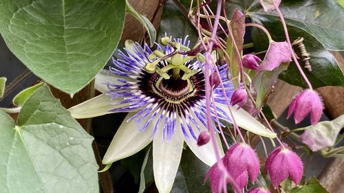 Close-up of purple flowering plant