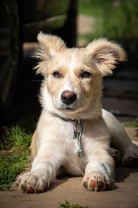 Close-up portrait of dog sitting outdoors