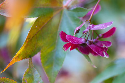 Close-up of pink flowering plant leaves