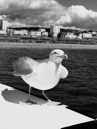 Close-up of seagull flying over sea