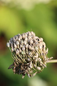 Close-up of insect on plant