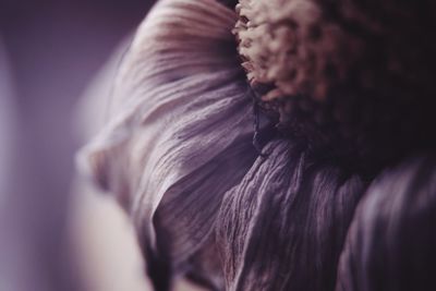 Close-up of pink flower