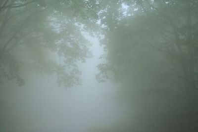 Low angle view of trees in forest against sky