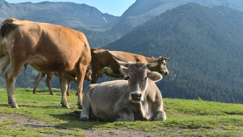 Free cows in the mountains of andorra shot during a trek in the summer