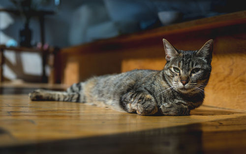 Portrait of cat resting on floor