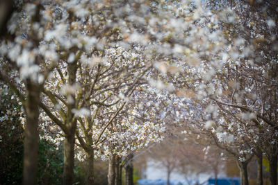 Low angle view of cherry blossom tree