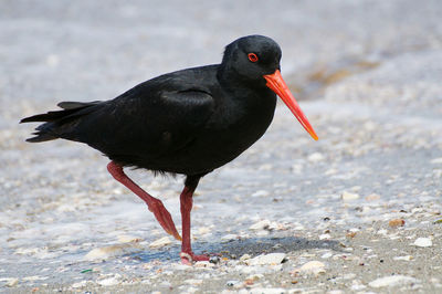 Close-up of bird perching on a land