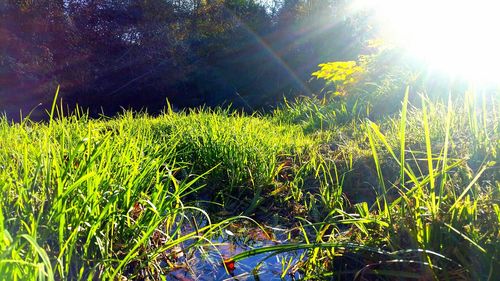 Sun shining through trees growing on grassy field