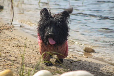 Dog standing on beach