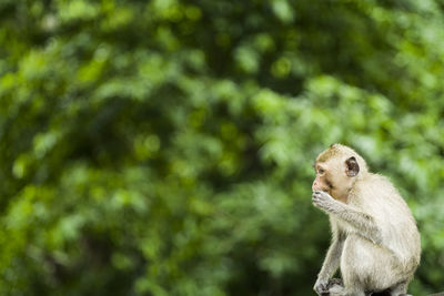 Monkey looking away