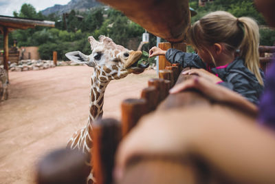 Girl feeding food to giraffe at zoo