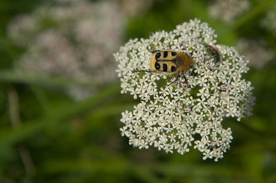 animal wildlife