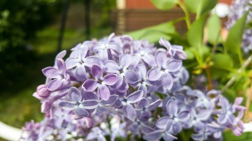 Close-up of purple flowering plant
