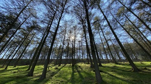 Low angle view of trees in forest against sky