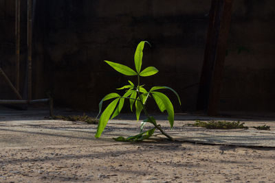 Close-up of potted plant against wall