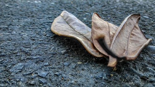 Close-up of leaf
