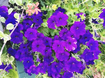 Purple flowers blooming outdoors