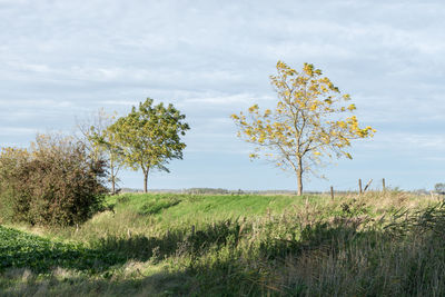 Tree on field against sky