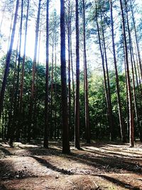 Trees in forest