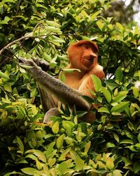 Monkey sitting on tree