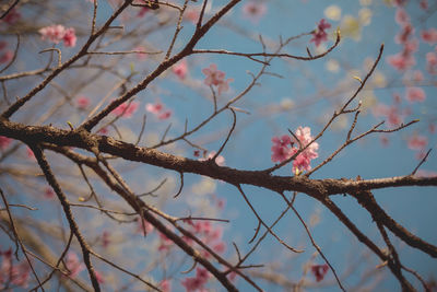 Close-up of pink cherry blossoms in spring