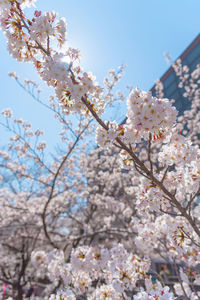 Low angle view of cherry blossoms against sky