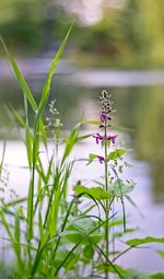 Close-up of purple flowering plant