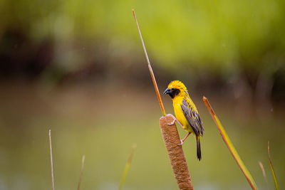 Close-up of bird perching on plant