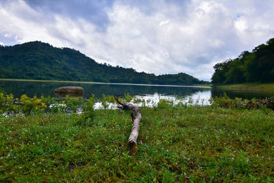 View of horse in lake against sky