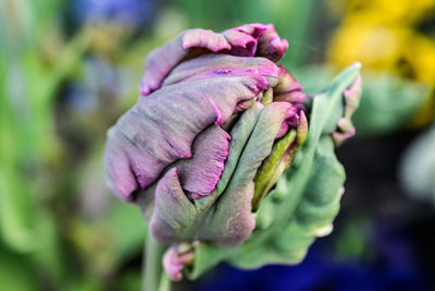 Close-up of pink flowering plant