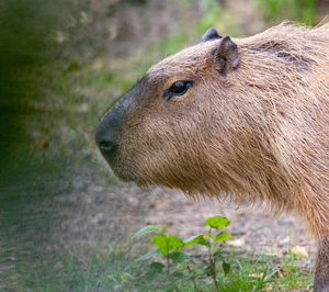 Close-up of a horse on field