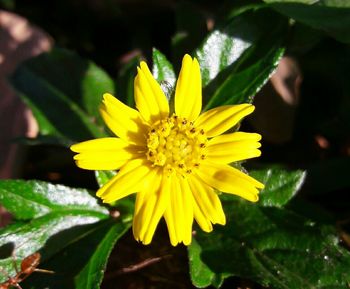 Close-up of yellow flower blooming outdoors