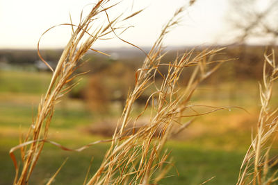 Close-up of wheat field against sky