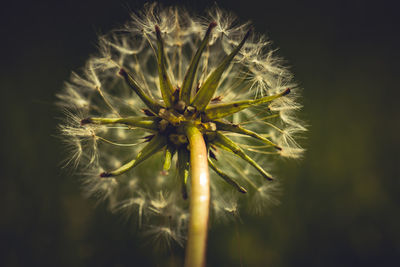 Close-up of dandelion flower