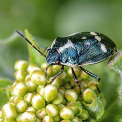Close-up of insect on leaf
