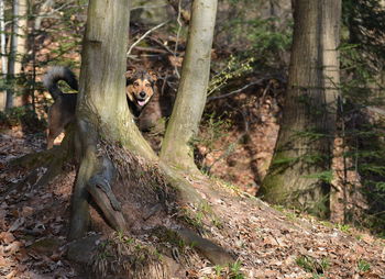 Dog behind tree in forest