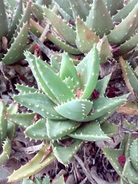 High angle view of succulent plant