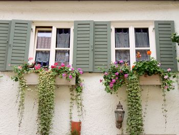 Flowers on window of house