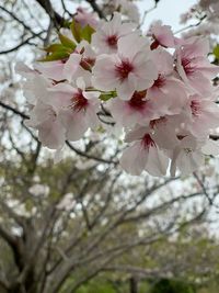 Low angle view of cherry blossoms in spring