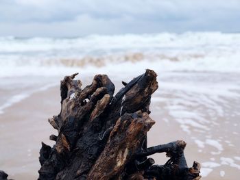 Close-up of driftwood on beach