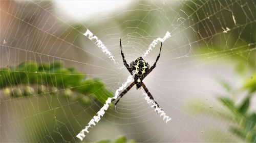 Close-up of spider on web