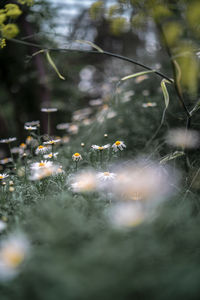 White daisies growing on grassy field in forest
